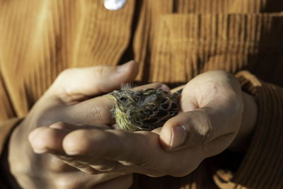 Newborn little bird being cared by a human in his hands to survive