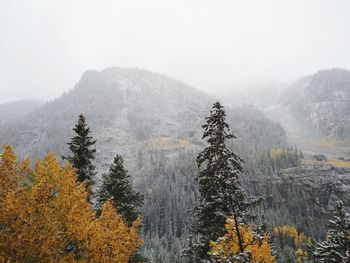 Trees on mountain during foggy weather