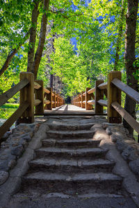 Steps amidst trees