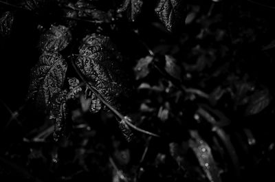 Close-up of fresh plants in water