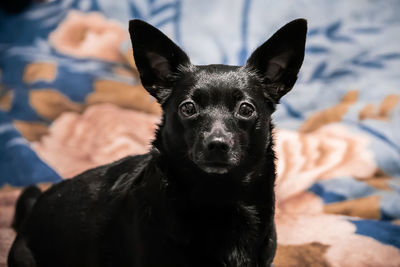 Close-up portrait of black dog relaxing on floor