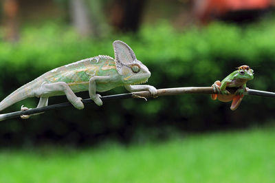 Close-up of lizard