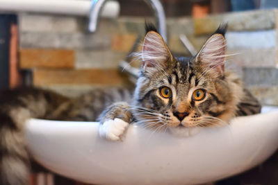 Close-up portrait of a cat