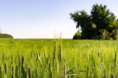 View of stalks in field against clear sky