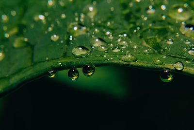 Close-up of water drops on green leaves during rainy season