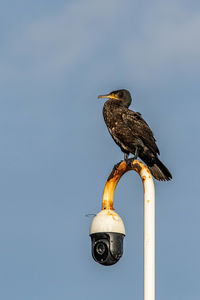 Low angle view of seagull perching on street light against sky