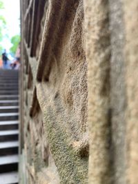 Close-up of plant against wall