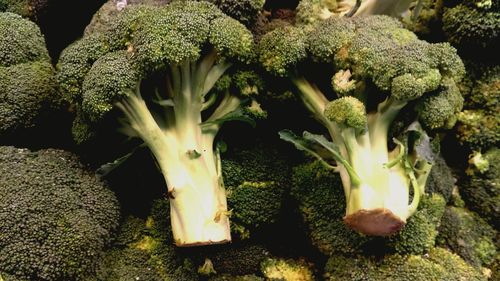 Close-up of broccoli