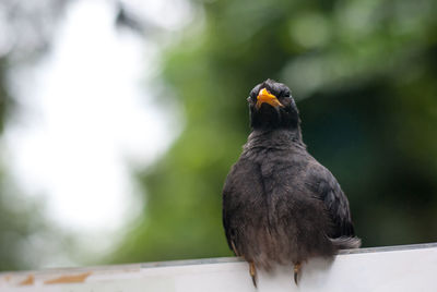 Close-up of bird perching on railing
