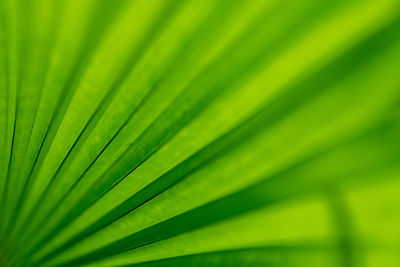 Full frame shot of palm leaf