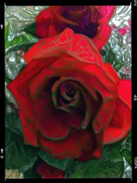 Close-up of red rose