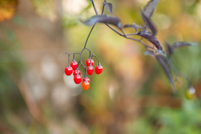 Close-up of red berries growing on tree