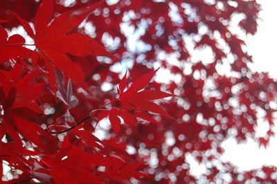 Low angle view of leaves on tree