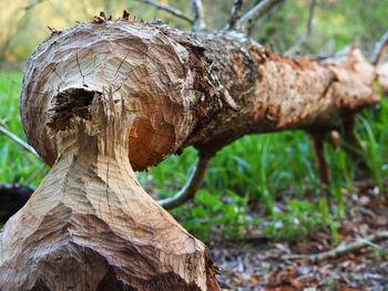 Close-up of tree trunk on field