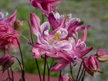 Close-up of pink flowering plant