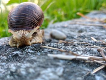 Close-up of snail