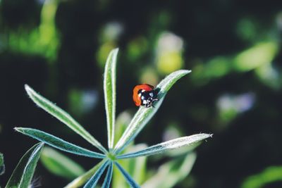 Close-up of ladybug on plant