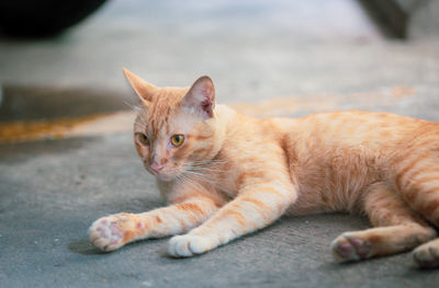 Portrait of cat lying down