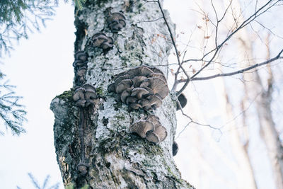 Close-up of tree stump against sky
