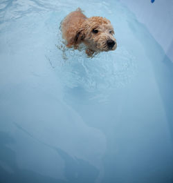 Dog swimming in pool