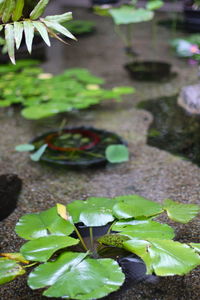 High angle view of water lily amidst plants