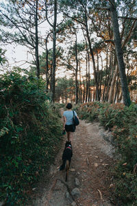 Rear view of man walking in forest