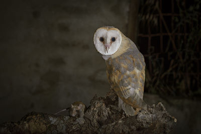 Close-up of a bird