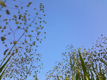 Low angle view of trees against clear blue sky