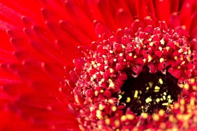 Macro shot of pink flower