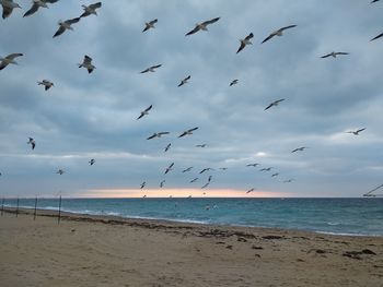 Flock of seagulls flying over beach