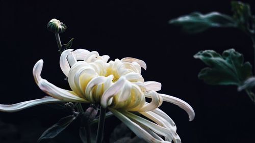 Close-up of white roses blooming against black background