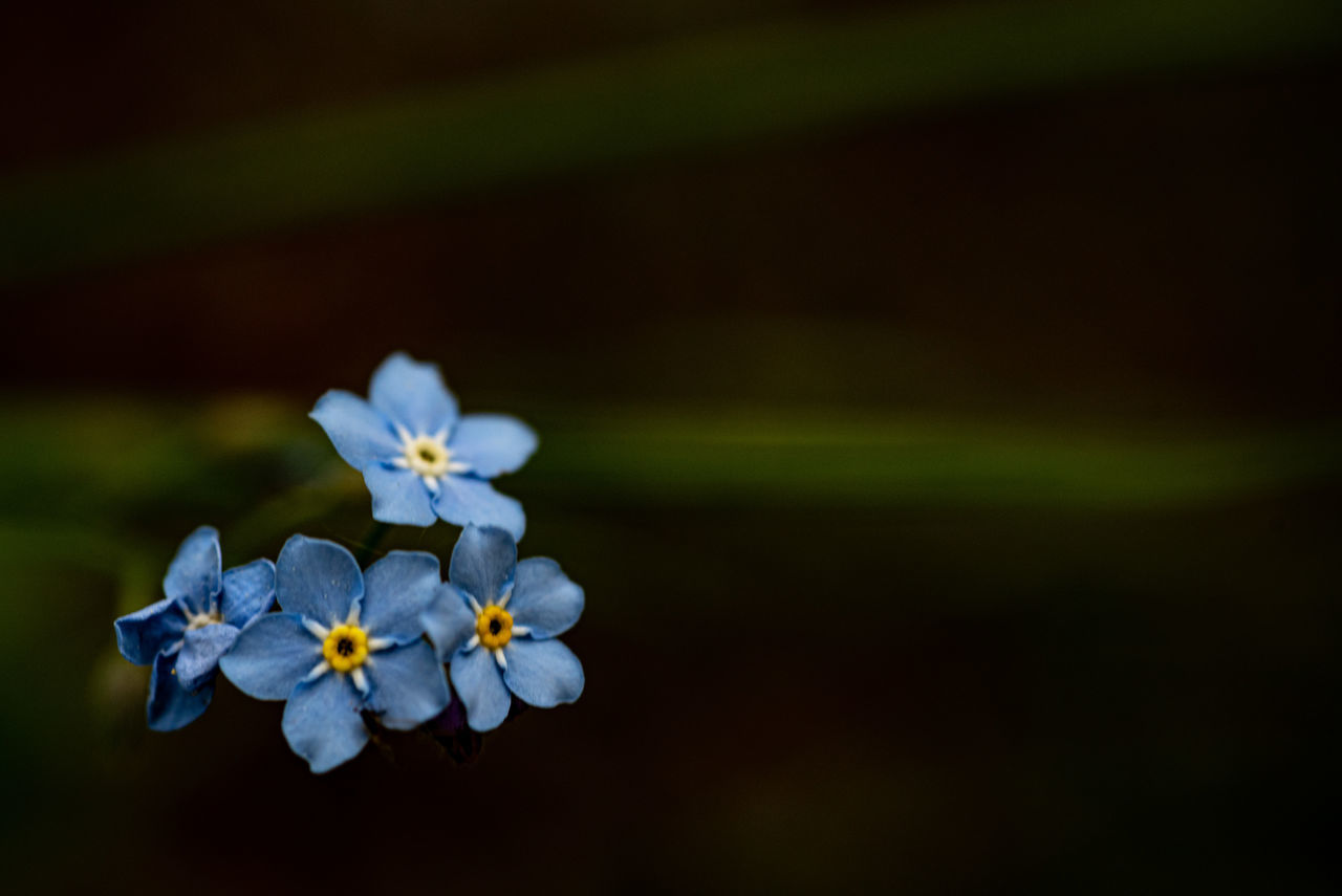 CLOSE-UP OF SMALL WHITE FLOWERS