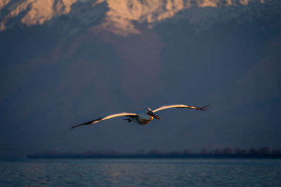 Bird flying over lake