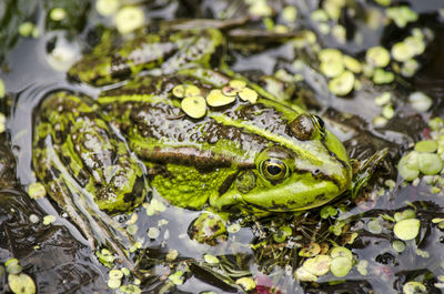 Close-up of frog in puddle