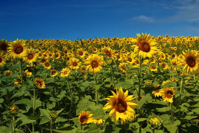 Close-up of yellow flowering plants on field