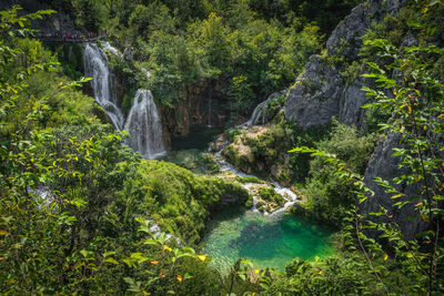 Scenic view of waterfall in forest