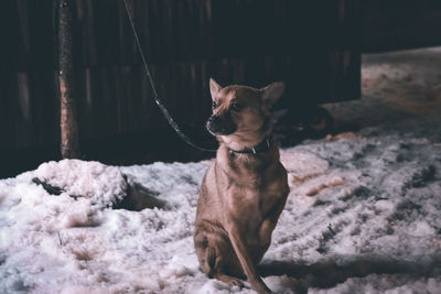 Dog sitting on snow covered land