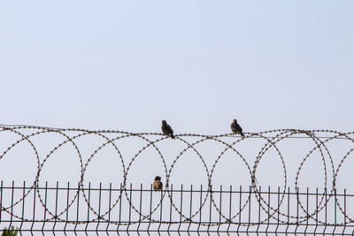 Birds perching on fence against sky