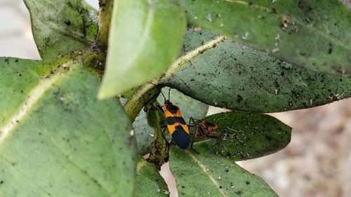 Close-up of insect on plant