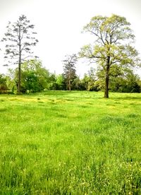 Scenic view of grassy field