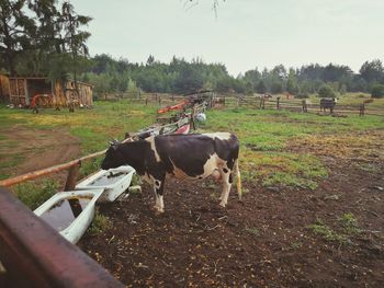 Cows in a field