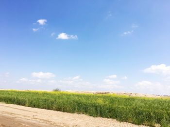 Scenic view of agricultural field against sky