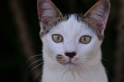 Close-up portrait of white cat