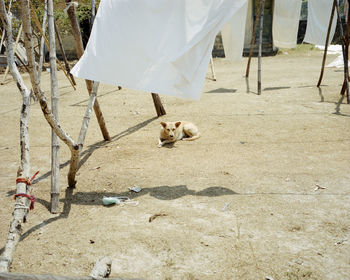 High angle view of dog lying on footpath by wooden posts