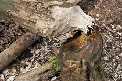 High angle view of driftwood on tree trunk