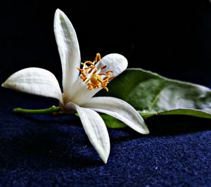 Close-up of white flowering plant against black background