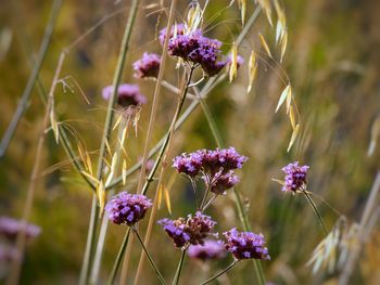 Close-up of purple flowering plant on field