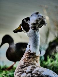 Close-up of a bird