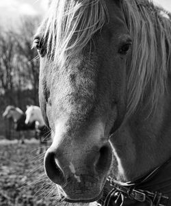 Horses close-up