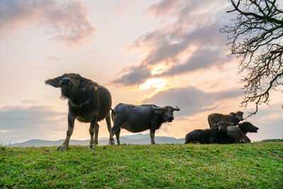 View of dogs on field against sky during sunset